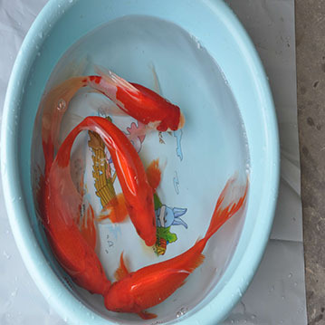 正楷观赏鱼养殖基地现货批发长尾红草鱼活体鱼苗小款红草鱼草金鱼