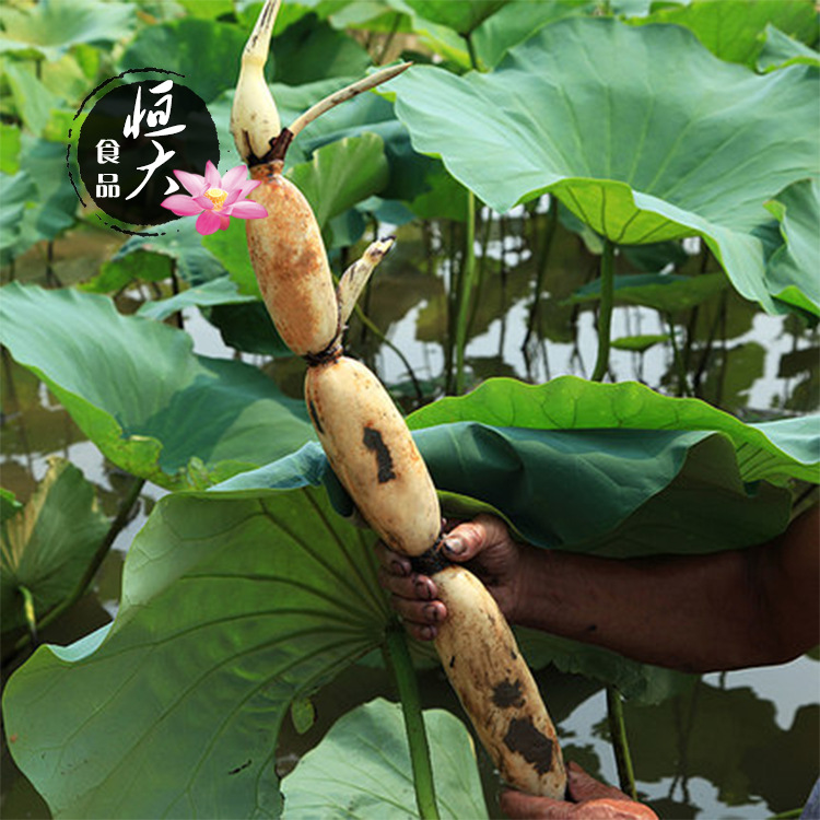 宝应县恒大食品厂专业供应水煮藕绿色食品莲藕清脆清水藕片批发