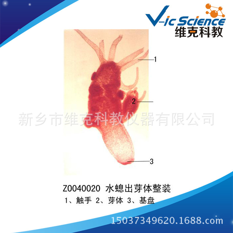 水螅带腔内食物装片图片