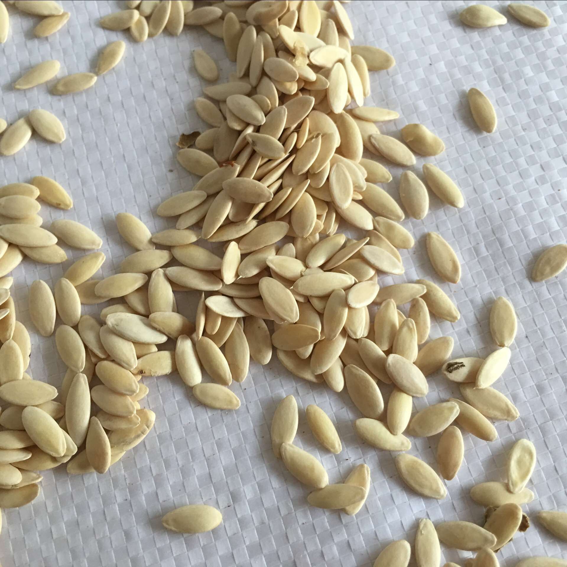 实力商家主推 黄瓜籽 黄瓜子粉 补钙佳品 优质饱满 无杂无硫