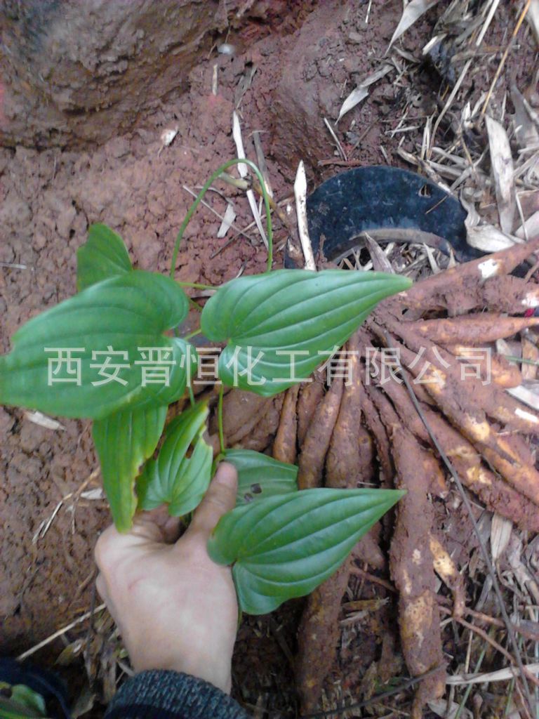 百部提取物 30:1 百部碱 百部浓缩粉 百部草粉,厂家现货|包邮