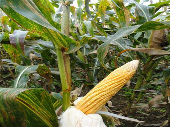 玉米缺锌