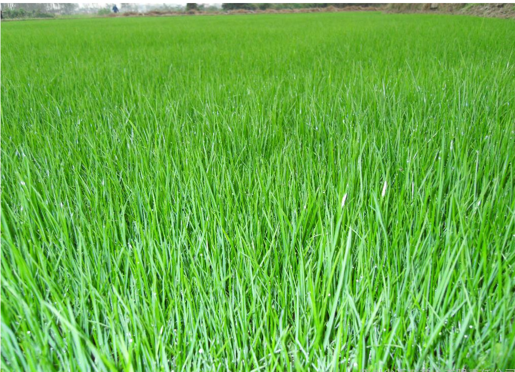 批发草地早熟禾种子 优异 新哥来得 武士 早熟禾等