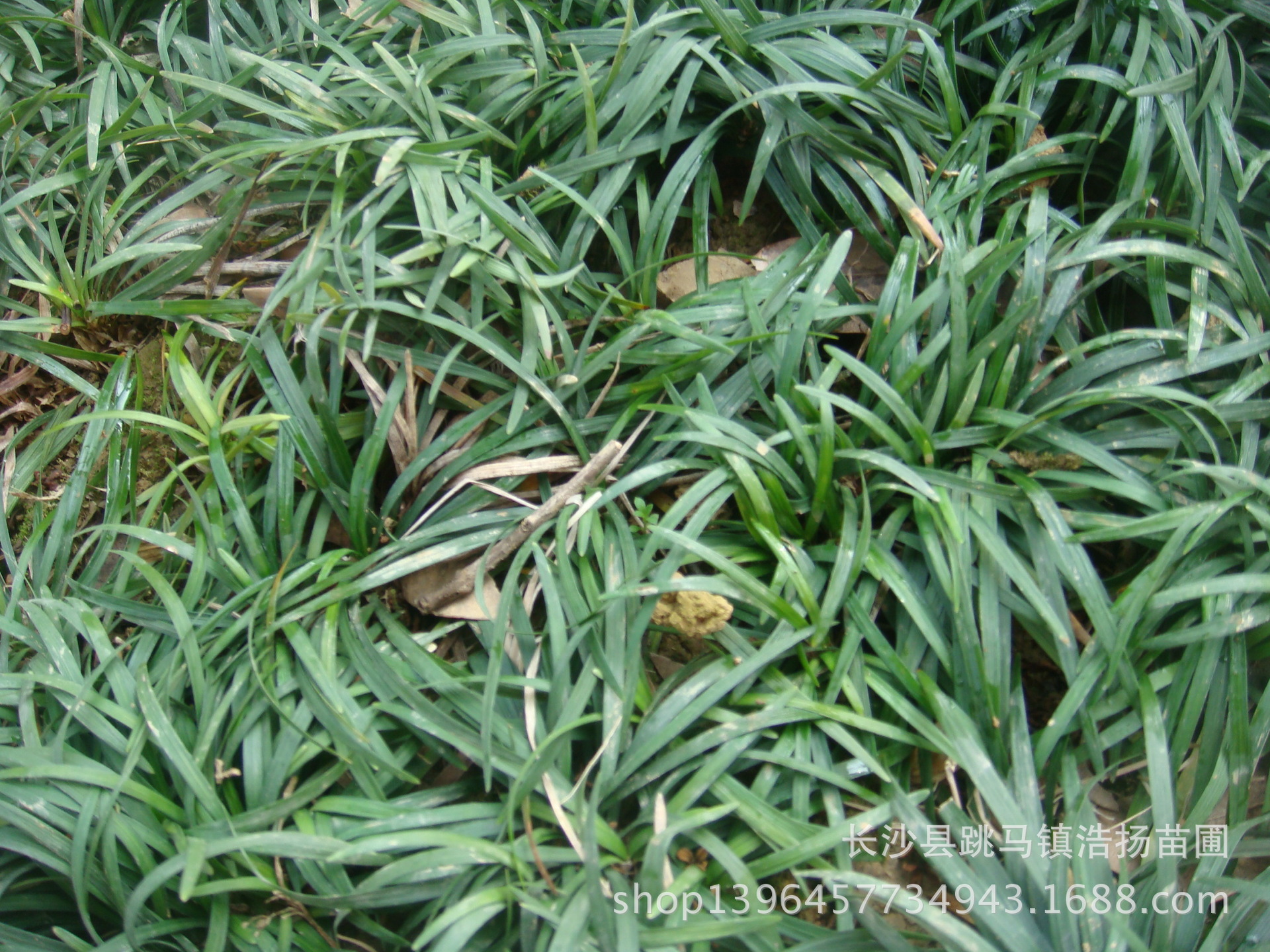 直销批发玉龙草 青叶麦冬草 四季常青草皮 各类地被植物