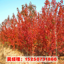 优质红枫树批发美国红枫树苗工程绿化苗木嫁接红枫小苗红叶植物