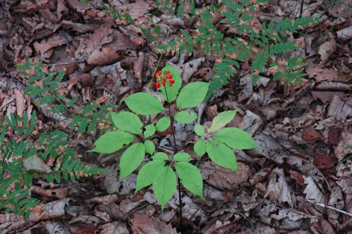 厂家直销东北人参林下参原生态