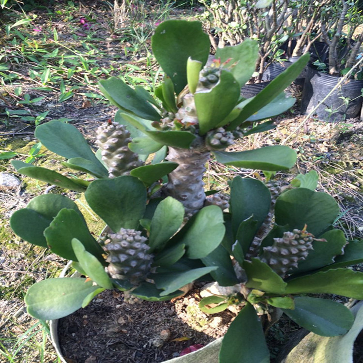 漳州沙生植物基地 贝信麒麟盆栽 单贝麒麟大戟科属 园林展览施工