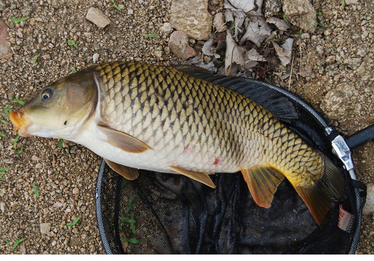 淡水活鱼特色养殖鲤鱼营养丰富肉嫩味美