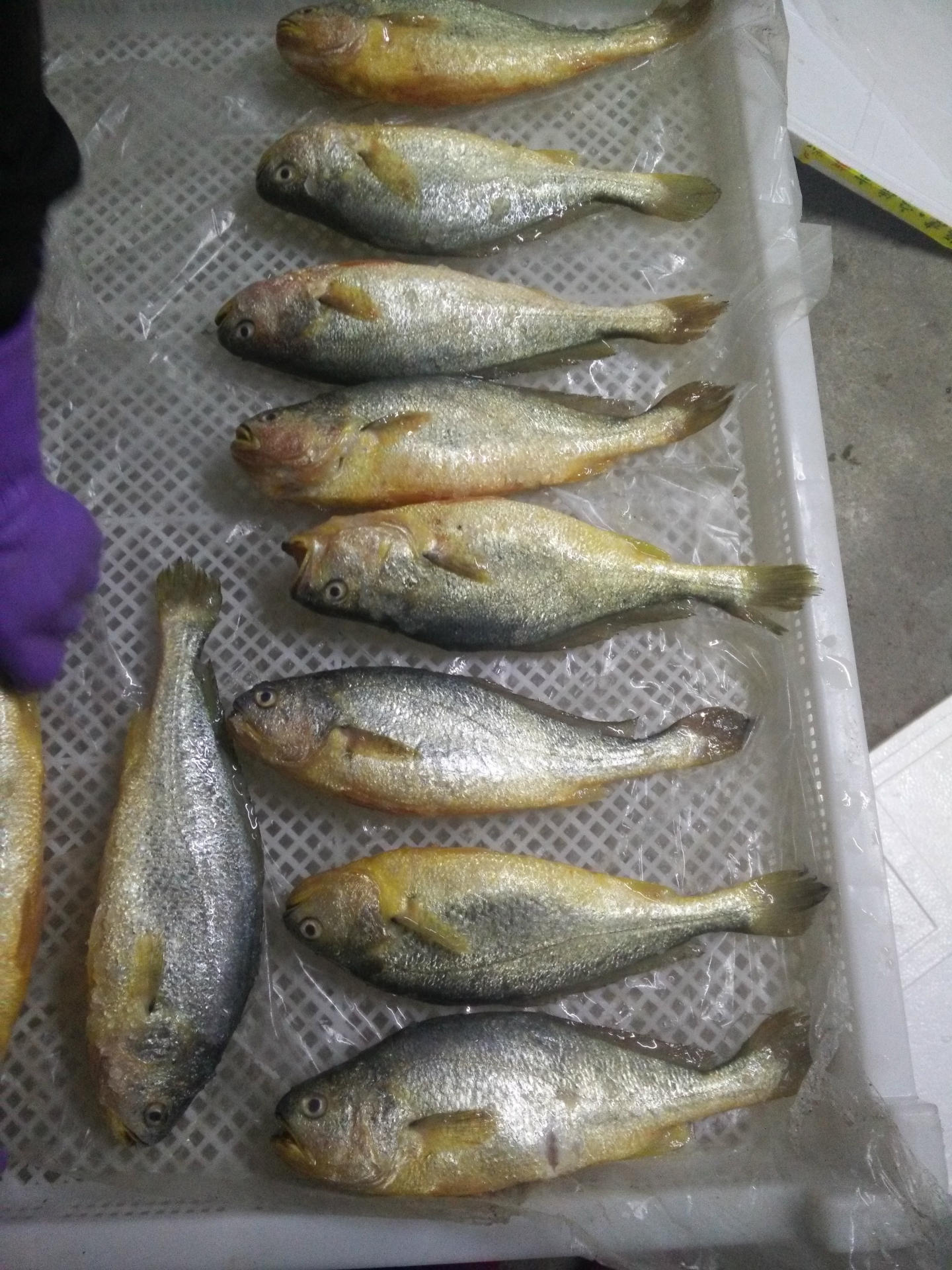 物美价廉新鲜海鲜生态大黄花鱼大黄鱼每条1斤