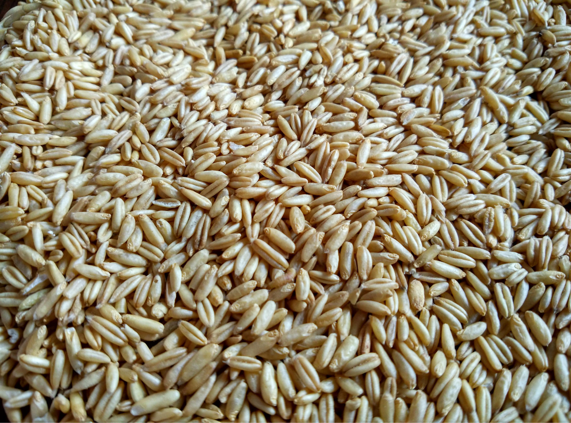 优质玉皇燕麦米莜麦24kg产家直销五谷杂粮特价批发