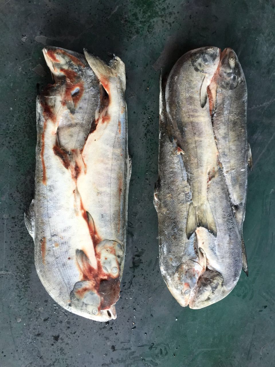 批发供应俄罗斯冷冻水产品带头去脏大马哈鱼 30吨 吉林珲春
