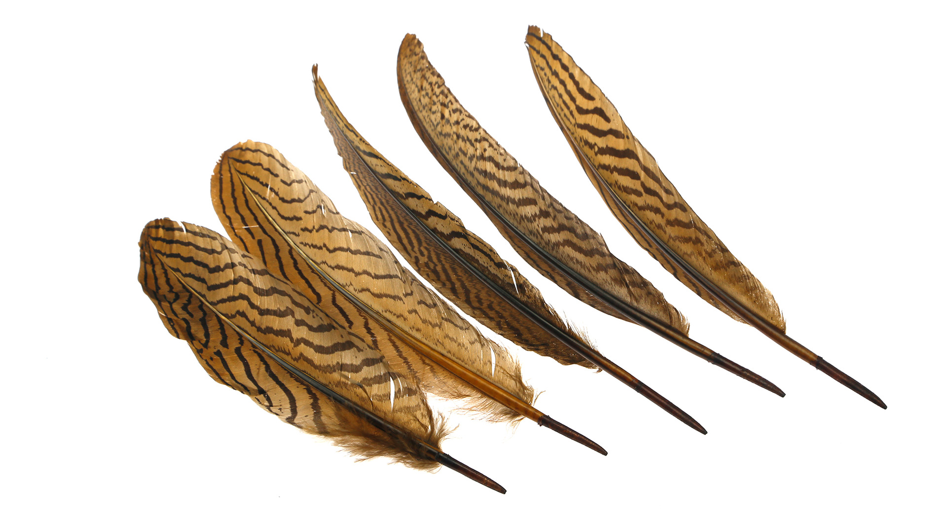 彩色鸵鸟羽毛 精密羽毛 高质量鸵鸟毛 厂家直销 低价促销