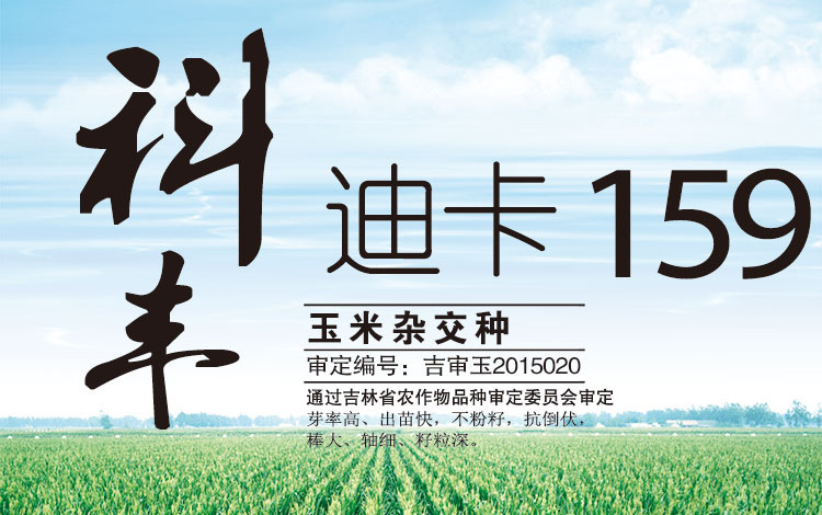 长期批发供应玉米种子 精品5000粒 成活率98% 高产量 迪卡159-种子