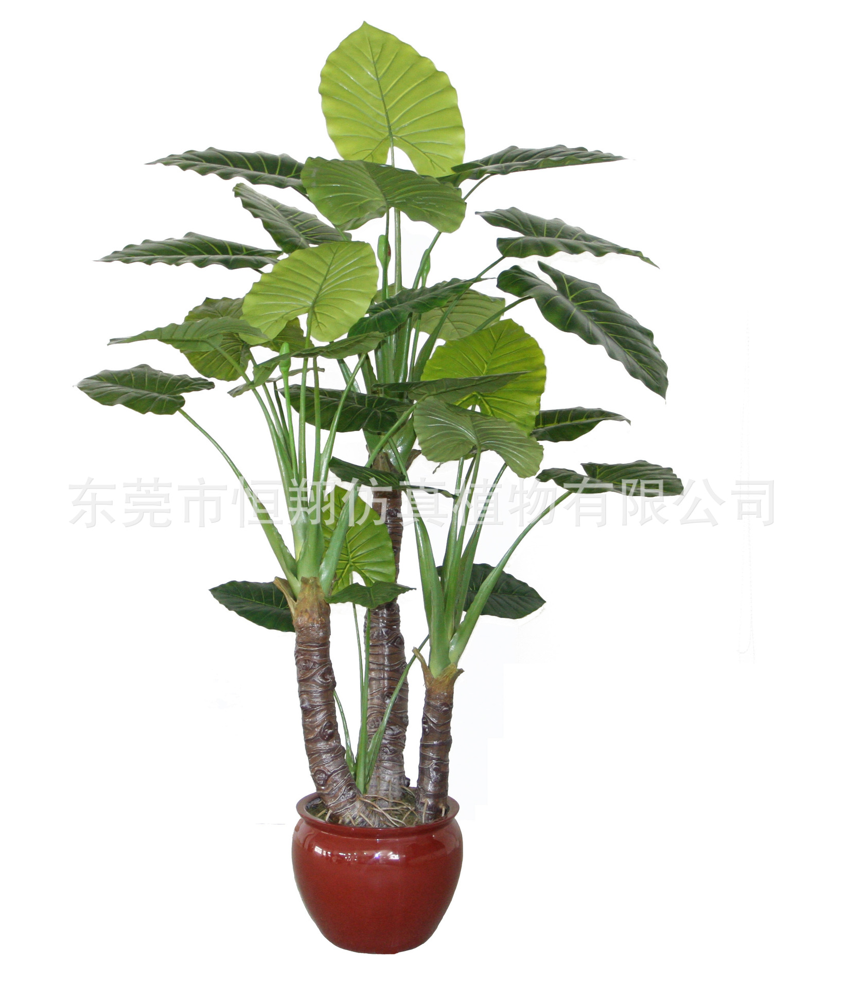 2023年最新【海芋】价格_厂家_供应_批发_图片_品牌-苗木批发网