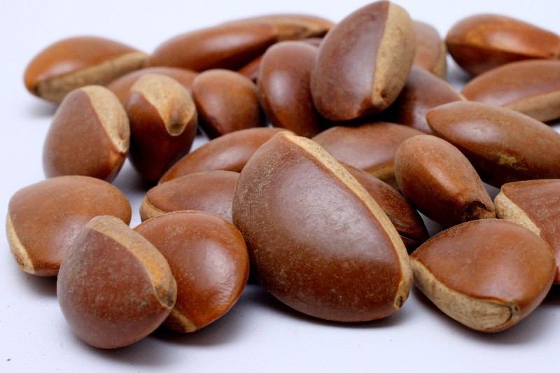 月亮豆菩提批发 菩提珠手串一斤160颗左右