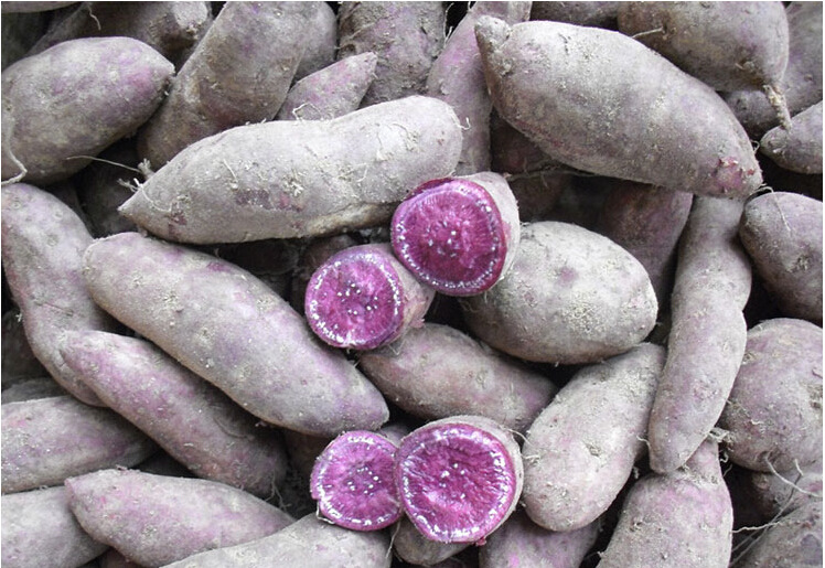 新鲜紫薯 农家自产紫薯 供应出口级脱水紫薯 黄心黄壤地瓜批发