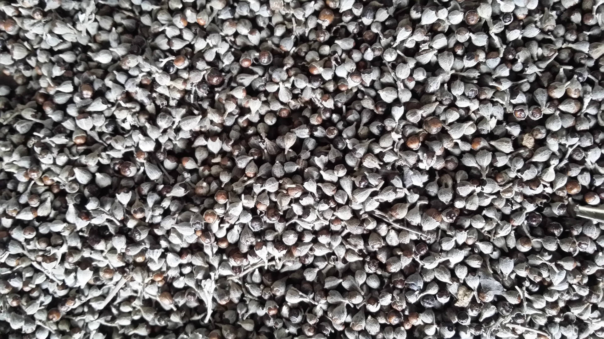 黄荆子,别名布荆子,黄金子,五指柑,土常山,黄荆条,来源于马鞭草科植物