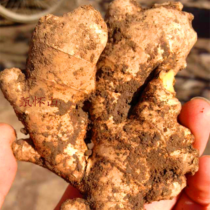 批发怀姜 博爱清化姜 老姜 红糖姜汤月子