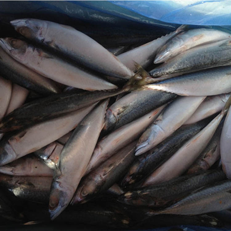 批发各种规格新鲜 速冻鲐鱼 鲐鱼 鲭鱼 青占鱼400-500g等