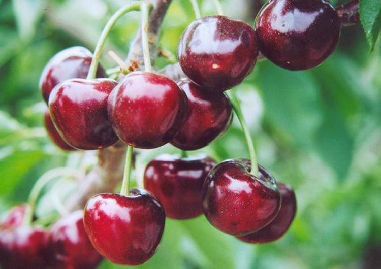 山东大樱桃 烟台福山意大利早红樱桃 新鲜车厘子樱桃批发