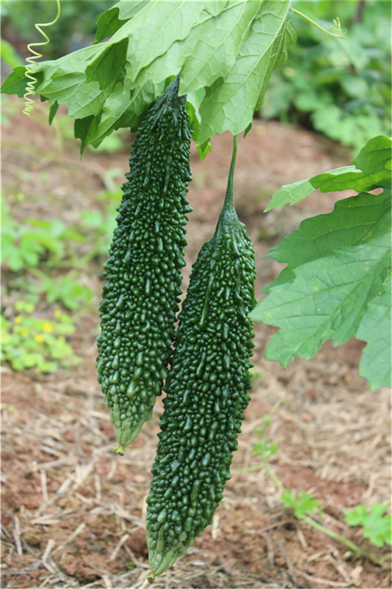 天然有机蔬菜黑苦瓜 优质新品蔬菜基地农场** 批发