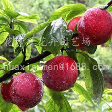 西梅皇后李子苗_西梅皇后李子苗. 盆栽秋小姐