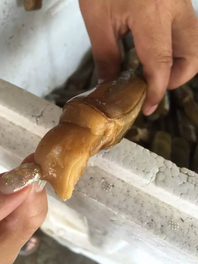 供应活蛏子王 螠蛏 鲜活海产品 个体大 单挑单选 饱满度好