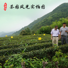 厂家直销2023新茶一级雨前散装安吉白茶优质白茶 一件代发