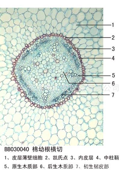 棉花老根横切 植物类装片 根及根的变态 生物切片标本 显微镜玻片