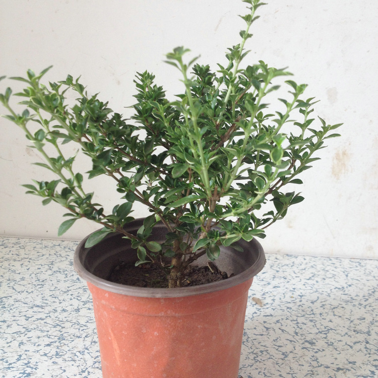 碎叶冬青盆景六月雪 办公室植物满天星绿植盆栽白马骨净化空气批