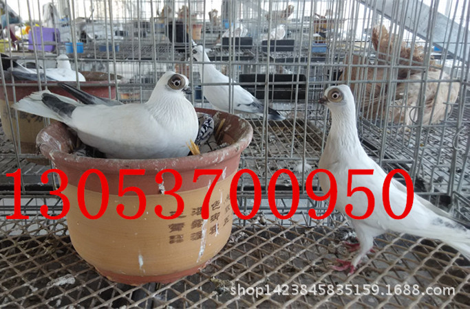 墨环鸽子图片 新疆系毛脚两头乌鸽子 蓝头鸽 红头观赏鸽种鸽价格