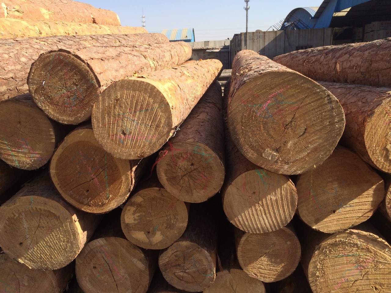 特级俄罗斯无节樟子松原木