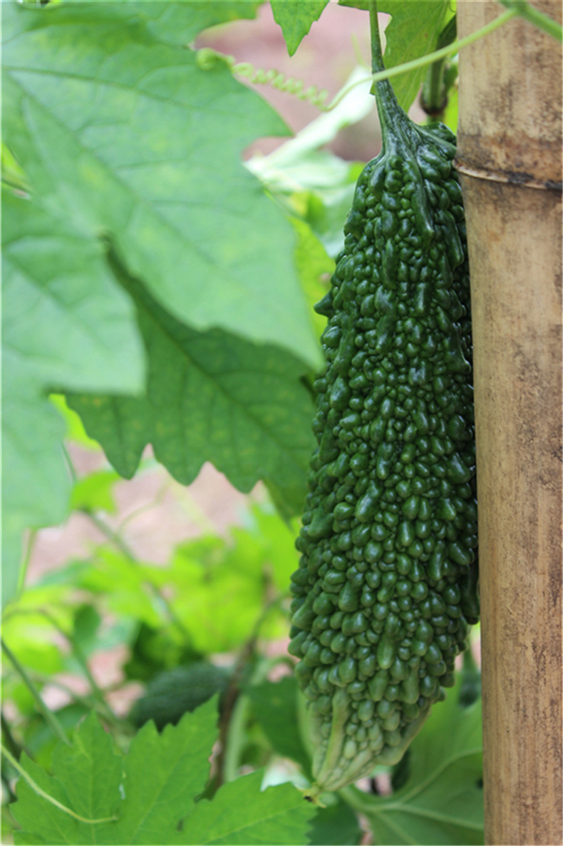 天然有机蔬菜黑苦瓜 优质新品蔬菜基地农场** 批发