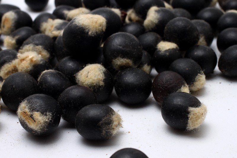 无患子菩提子 木患子菩提子原籽批发通货鬼见愁散珠佛珠通货