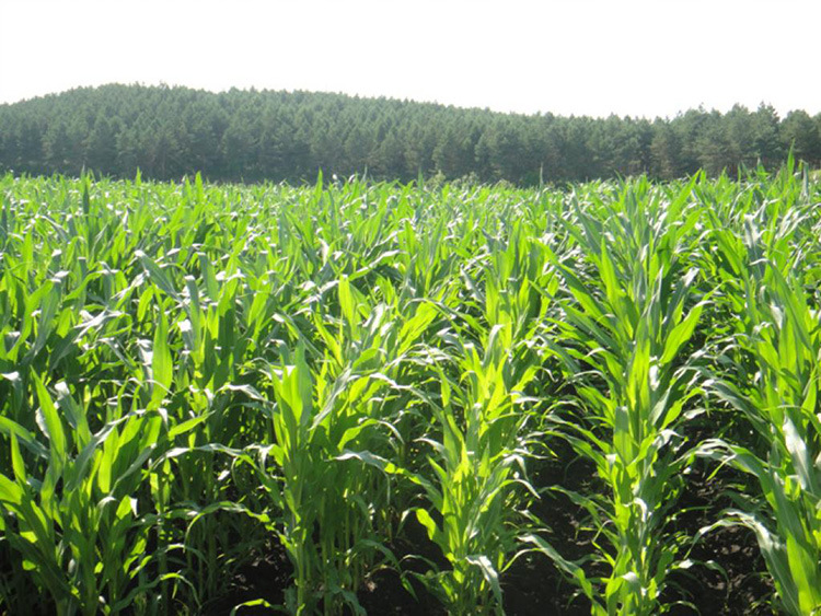 黏玉米苞米白糯玉米种子京科糯2000糯玉米籽 燕禾金甜糯玉米种子