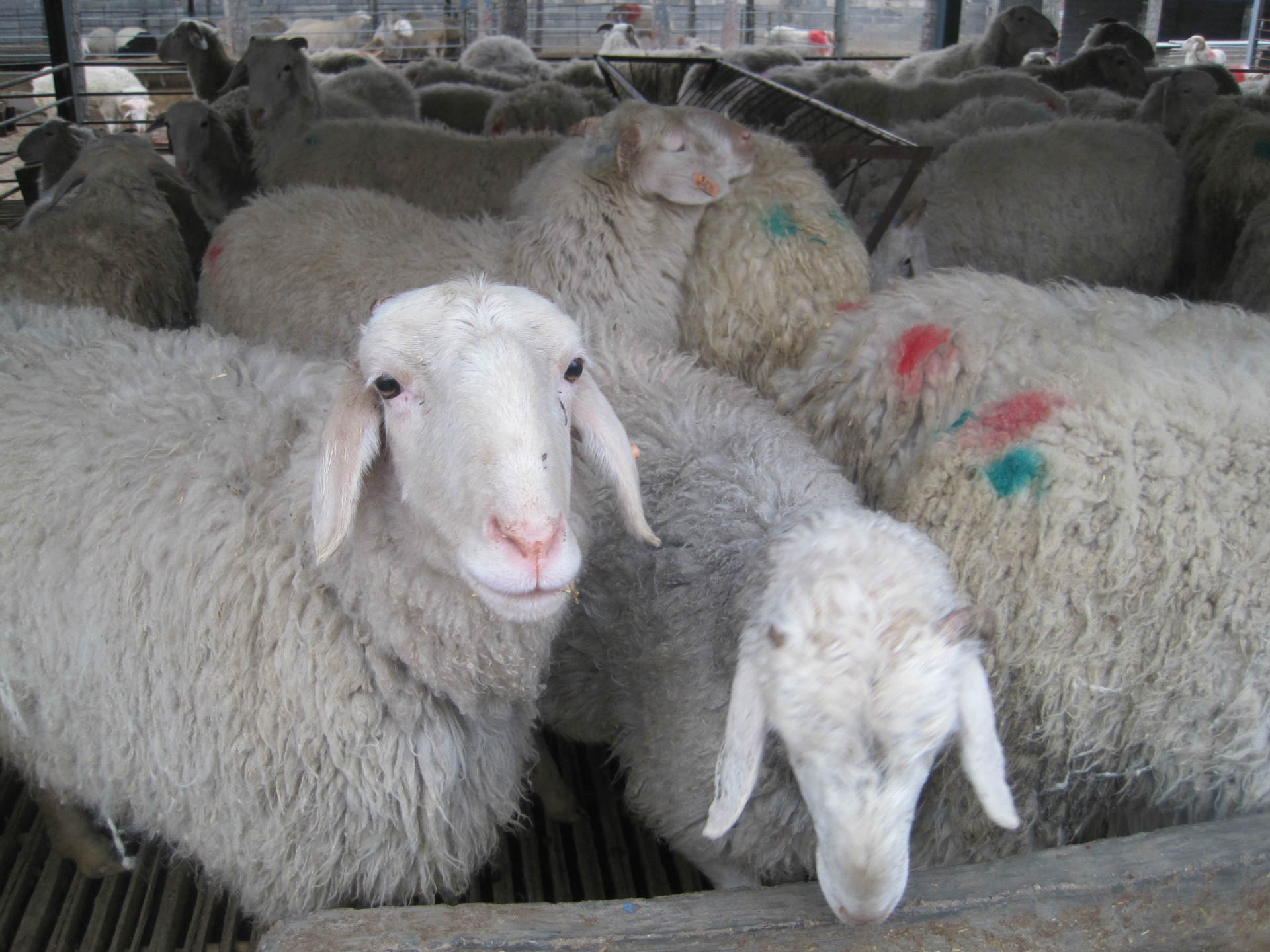 草地上的羊群,小羊羔图片-千叶网