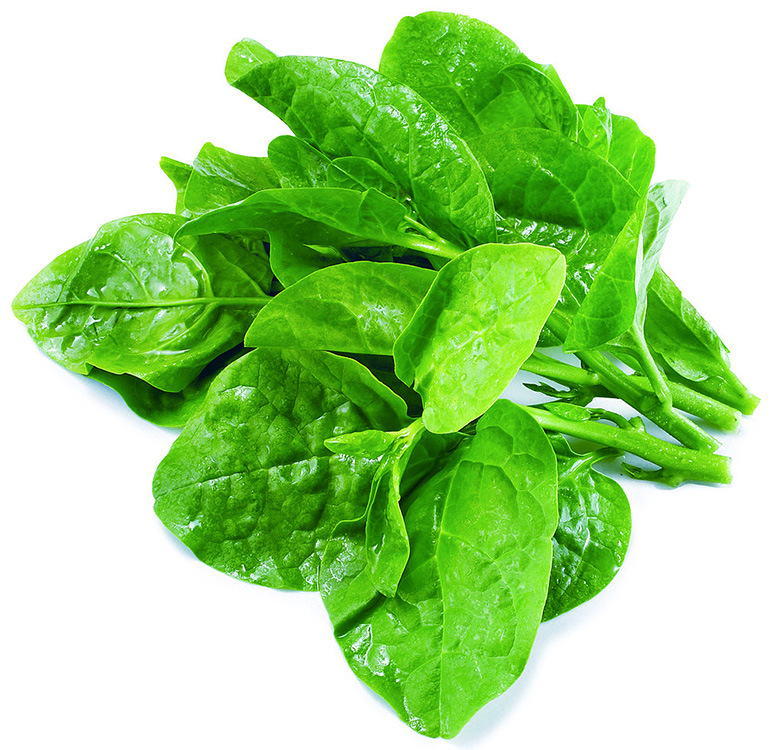 种子公司批发叶菜种子 大叶圆叶木耳菜种子 绿友zsj大叶木耳菜