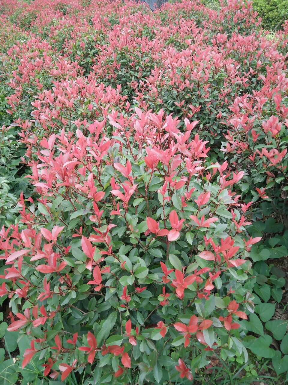 批发绿化 高杆红叶石楠树 石楠球 红叶石楠价格