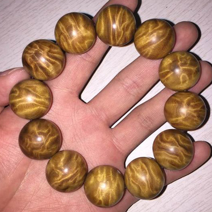 细叶香楠.金丝楠木树苗.树种￥730.