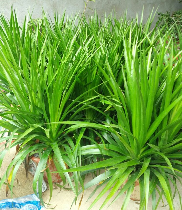 龙须兰树 龙铁树 多头龙血树 室内客厅大型盆栽 绿植净化空气批发