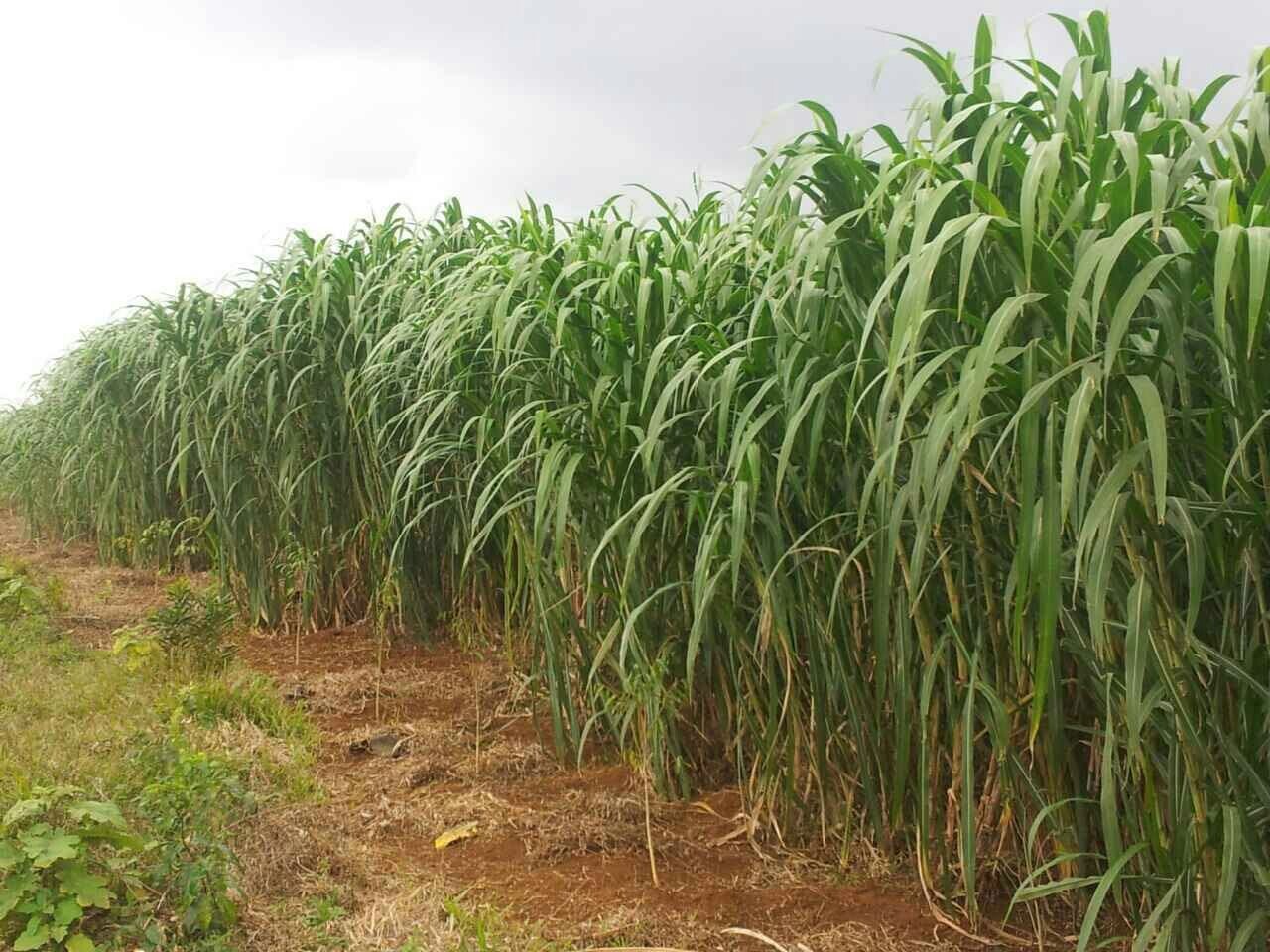 狼尾草弘哲1号 st高产牧草 生产高品质青贮 产量高 牛羊.