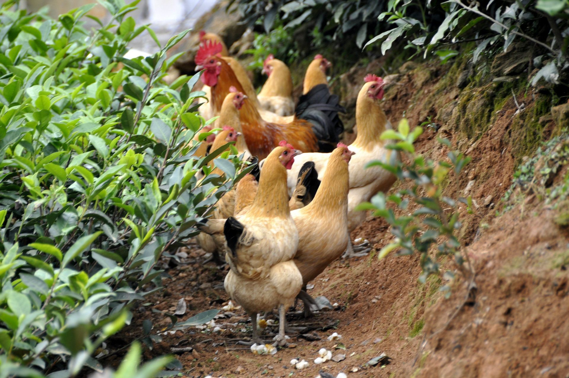 来自:茶山散养鸡.