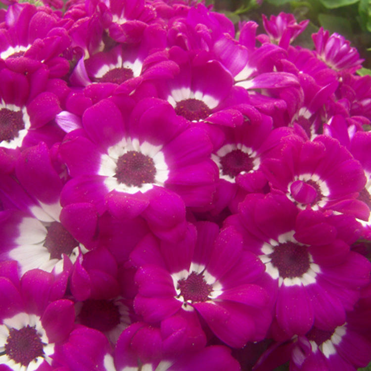 新品种大花瓜叶菊种子豪情系列大花品种优良花种 家庭园艺用花种