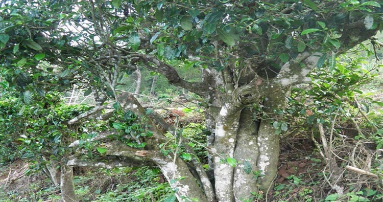 大量供应 云南 普洱 迷你沱 老熟茶 压制 特选 牛皮纸 热销 推广