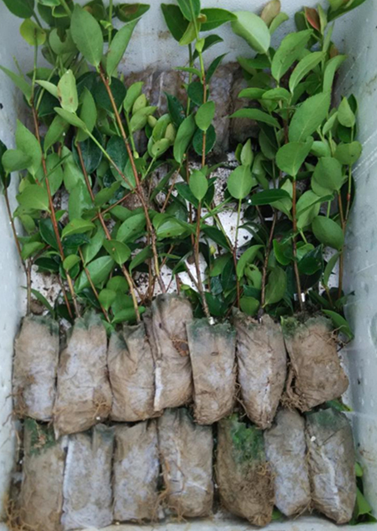 江西省高产嫁接油茶容器苗批发15-25cm出售