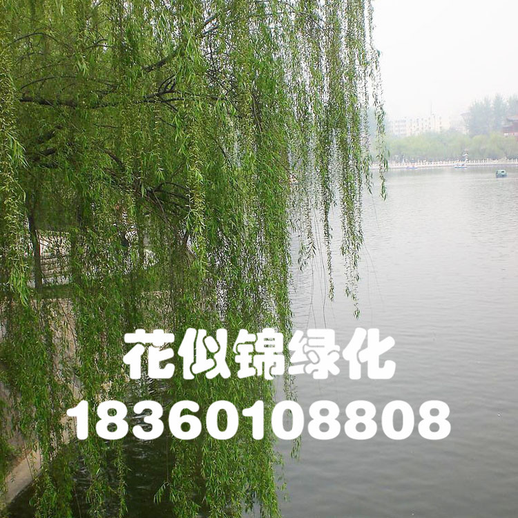 特殊造型柳树苗_苗木直销 柳树苗 垂柳 小苗批