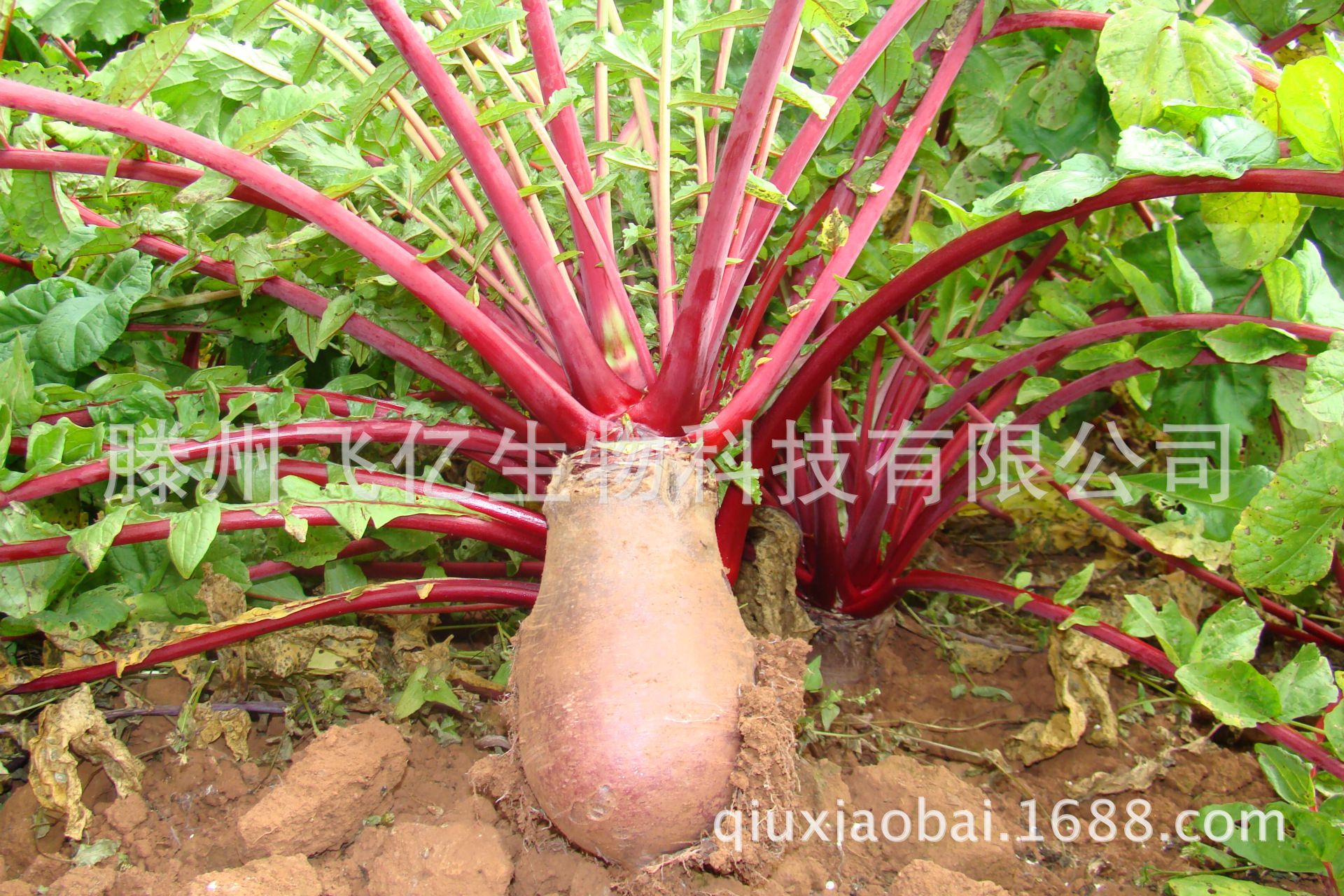 现货萝卜红色素e163天然色素