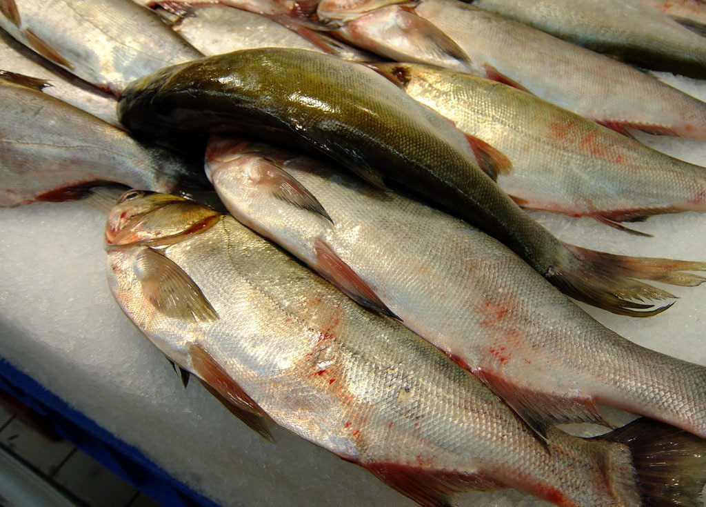 白鲢鱼能提供丰富的胶质蛋白,即能健身,有能**,是