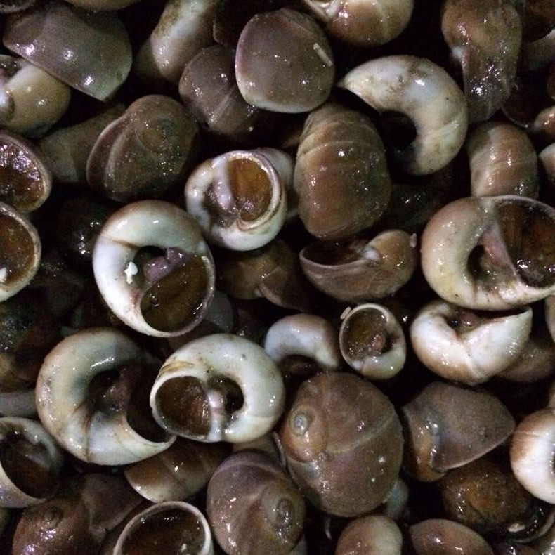 全国供应鲜活海鲜水产贝类批发 新鲜红香螺 连云港直销