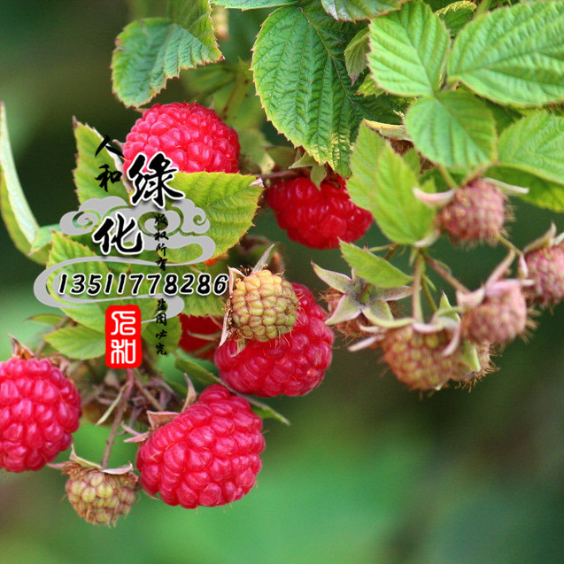 苗圃直销果树苗 保健水果 北美红树莓苗 黑树莓苗 红树莓苗 现货